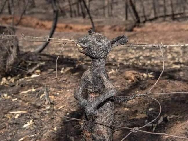 Gần nửa tỷ động vật bị thiêu sống trong vụ cháy rừng thảm khốc ở Australia gan nua ty dong vat bi thieu song trong vu chay rung tham khoc o australia
