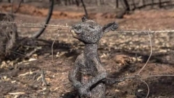 xot xa voi hinh anh truoc va sau tham hoa chay rung o australia