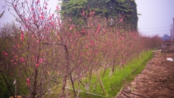 thoi tiet ha noi tu 8 91 mua phun lanh vao sang som xuat hien suong mu