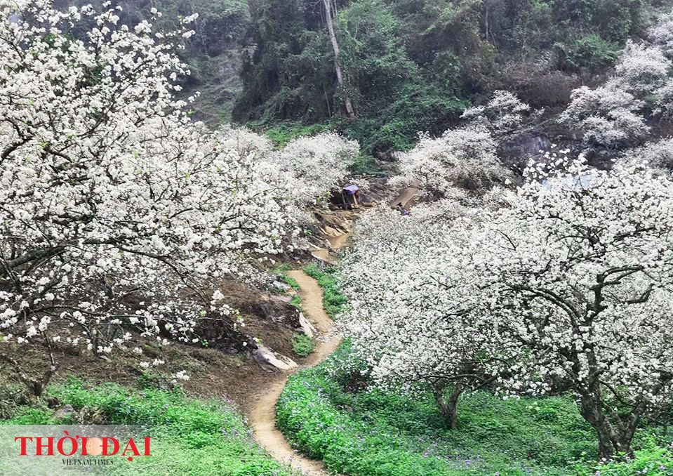 hoa man moc chau thuc giac som nhuom trang nui rung vao xuan