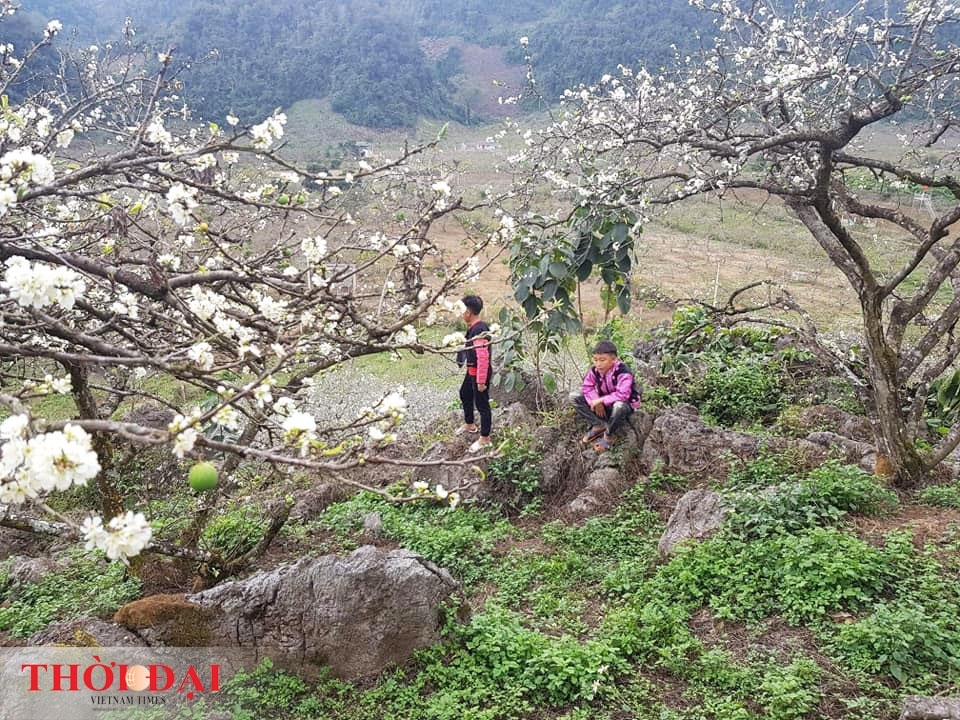 hoa man moc chau thuc giac som nhuom trang nui rung vao xuan