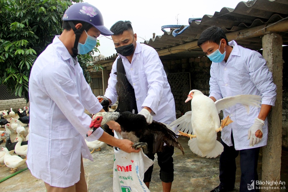 Nghệ An: Phát hiện đàn gia cầm nhiễm cúm A/H5N6 có thể lây sang người nghe an phat hien dan gia cam nhiem cum ah5n6 co the lay sang nguoi