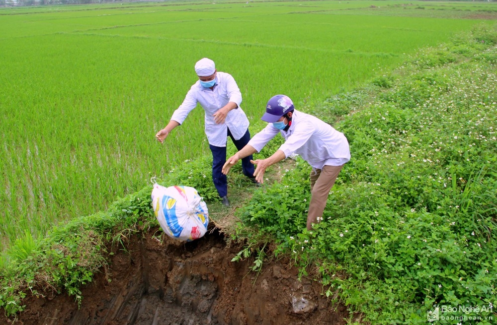ha noi thanh hoa tieu huy hon 26000 con gia cam vi virus cum ah5n6