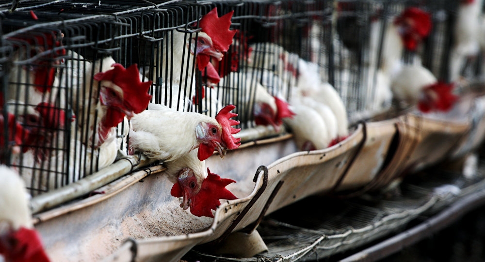 Từ đầu 2020, Trung Quốc phát hiện 5 ổ dịch cúm A/H5N6 ở gia cầm có thể lây sang người tu dau 2020 trung quoc phat hien 5 o dich cum ah5n6 o gia cam co the lay sang nguoi