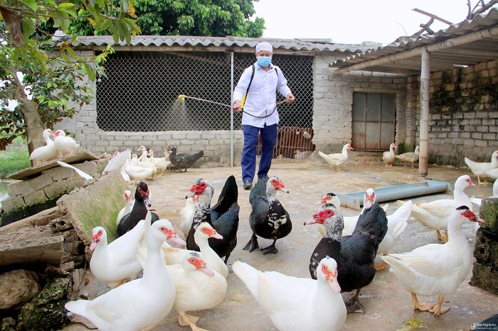 Hải Phòng: Tiêu hủy hơn 3.700 con gia cầm nhiễm virus cúm A/H5N6 hai phong tieu huy hon 3700 con gia cam nhiem virus cum ah5n6