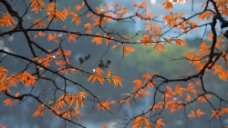 anh mua da kem giong loc du doi trut xuong yen bai va lao cai gay anh huong nang ne