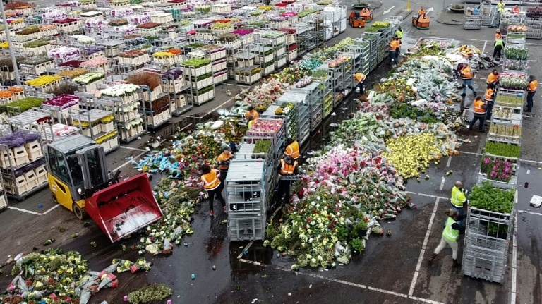 Hà Lan hủy bỏ hàng triệu bông hoa tulip mỗi ngày vì COVID-19 ha lan pha huy hang trieu bong hoa tulip moi ngay vi covid 19