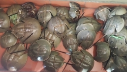 son la 37 van dong vien nho tuoi nhap vien nghi do ngo doc thuc pham