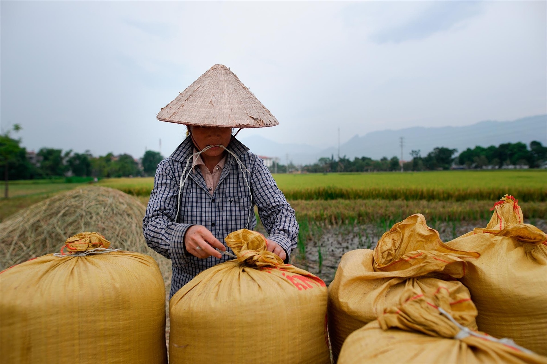 Bộ Công thương phản hồi về việc "không tiếp thu" ý kiến góp ý khi xuất khẩu gạo bo cong thuong phan hoi ve viec khong tiep thu y kien dong gop