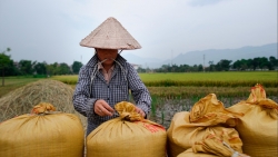 tu 0h ngay 264 them 38000 tan gao duoc xuat khau