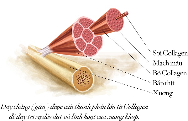 Bao nhiêu tuổi cần bổ sung collagen? bao nhieu tuoi can bo sung collagen