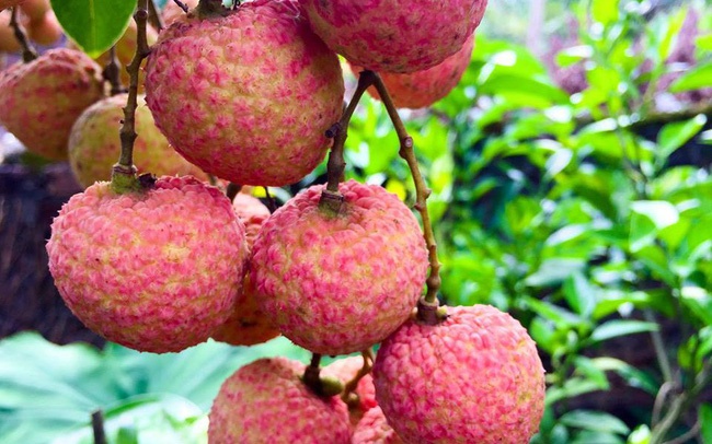 6 mẹo ăn vải thiều không bị nóng và ngộ độc 6 meo an vai thieu khong bi nong va ngo doc