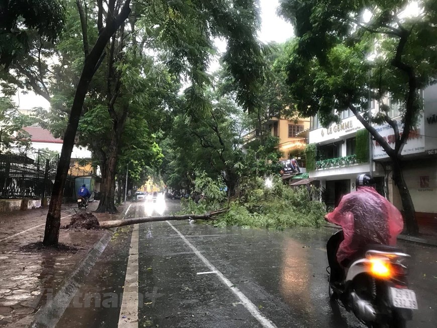 Hà Nội mưa rất lớn, cây đổ hàng loạt sau bão số 3 ha noi mua rat lon cay do hang loat sau bao so 3