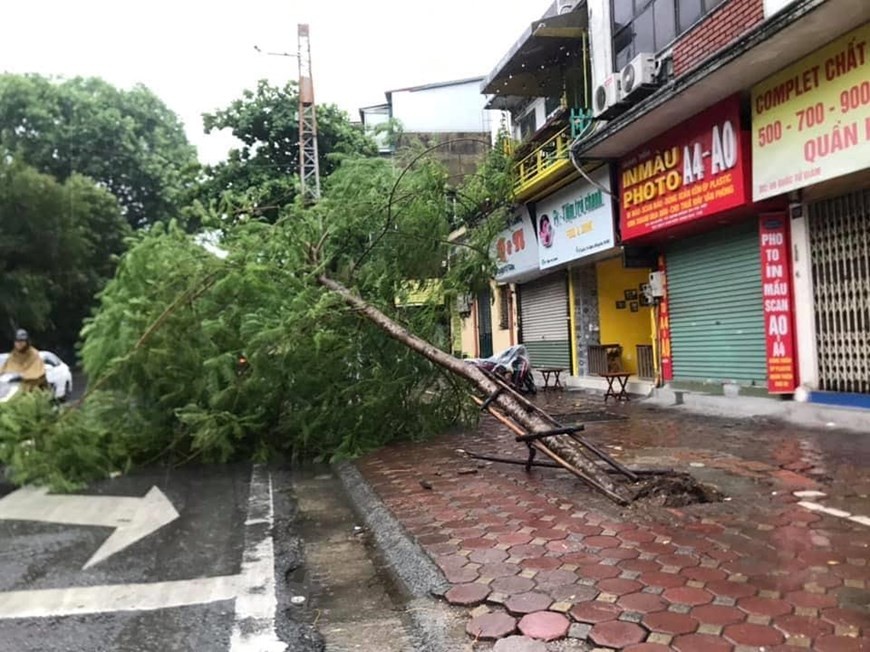 Hà Nội mưa rất lớn, cây đổ hàng loạt sau bão số 3 ha noi mua rat lon cay do hang loat sau bao so 3