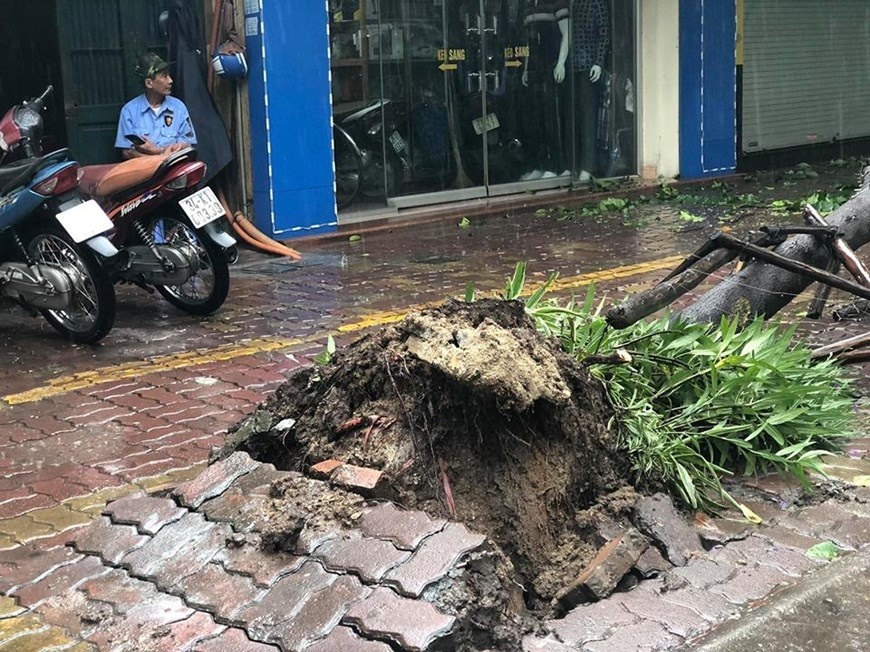 Hà Nội mưa rất lớn, cây đổ hàng loạt sau bão số 3 ha noi mua rat lon cay do hang loat sau bao so 3