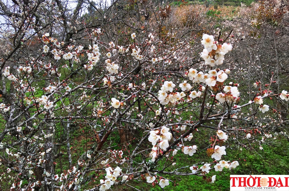 Lạc lối ở "thiên đường" hoa mơ trắng Mộc Châu lac loi o thien duong hoa mo trang moc chau