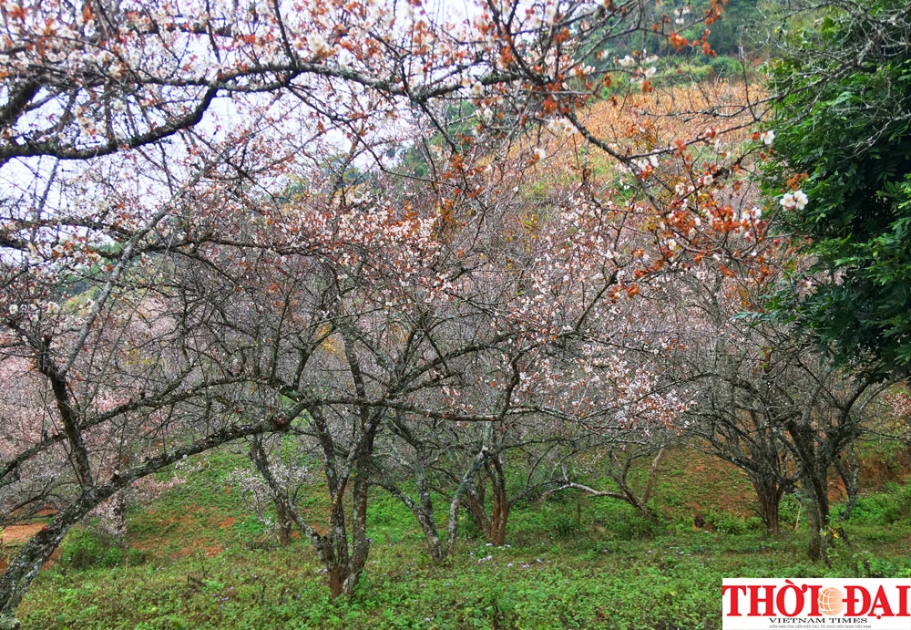 Lạc lối ở "thiên đường" hoa mơ trắng Mộc Châu lac loi o thien duong hoa mo trang moc chau