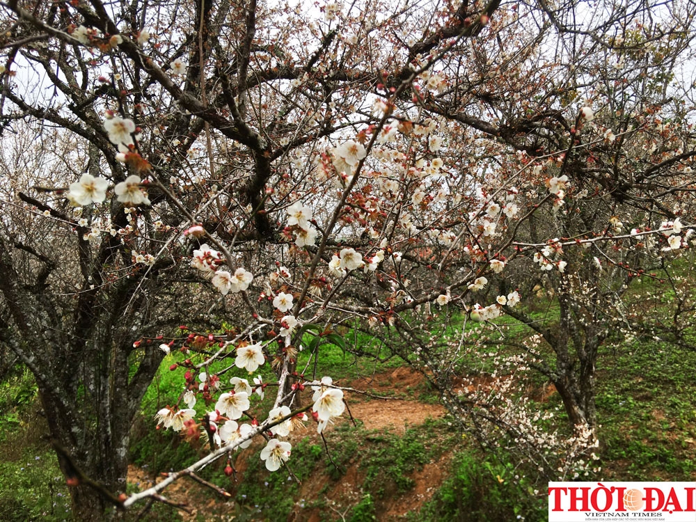 Lạc lối ở "thiên đường" hoa mơ trắng Mộc Châu lac loi o thien duong hoa mo trang moc chau