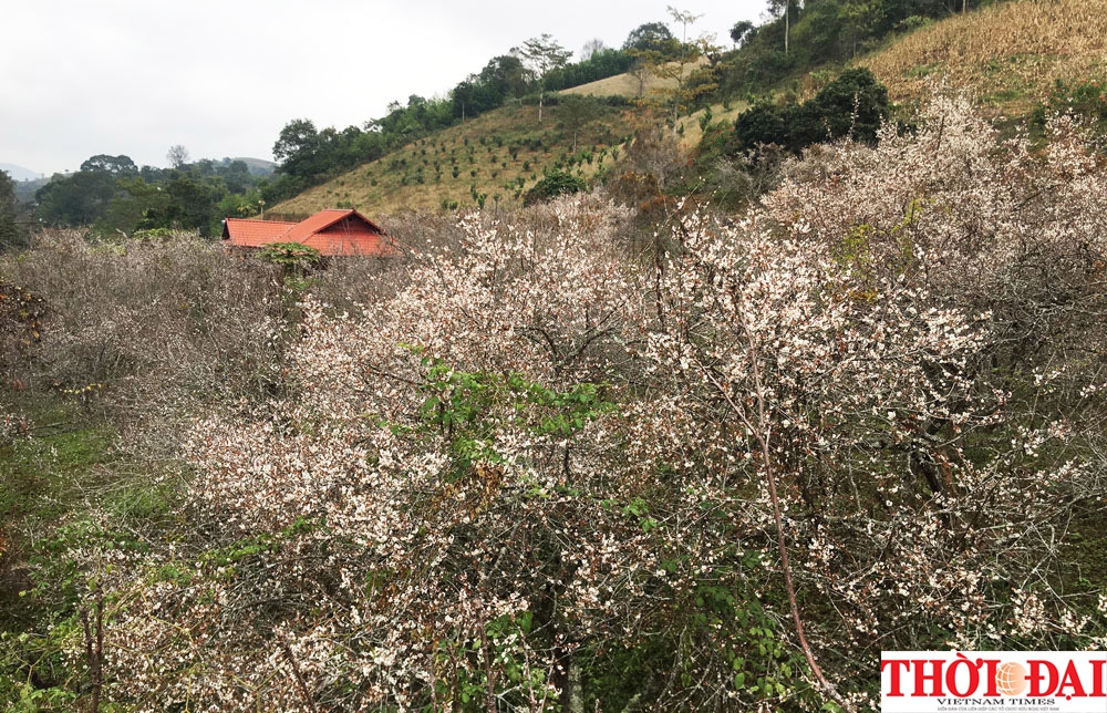Lạc lối ở "thiên đường" hoa mơ trắng Mộc Châu lac loi o thien duong hoa mo trang moc chau