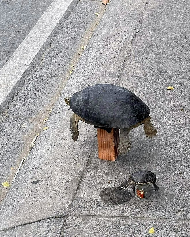 Expats in Ho Chi Minh City Rescue Trafficked Turtles Expats in Ho Chi Minh City Rescue Trafficked Turtles