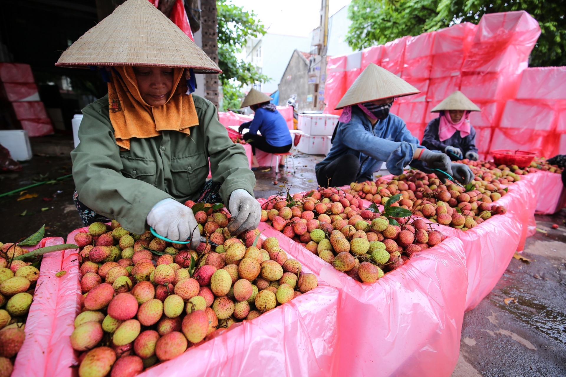 Bac Giang to boost domestic lychee consumption due to export difficulties Bac Giang to boost domestic lychee consumption due to export difficulties