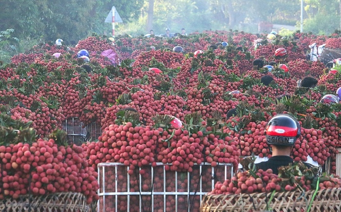 Bac Giang to boost domestic lychee consumption due to export difficulties Bac Giang to boost domestic lychee consumption due to export difficulties
