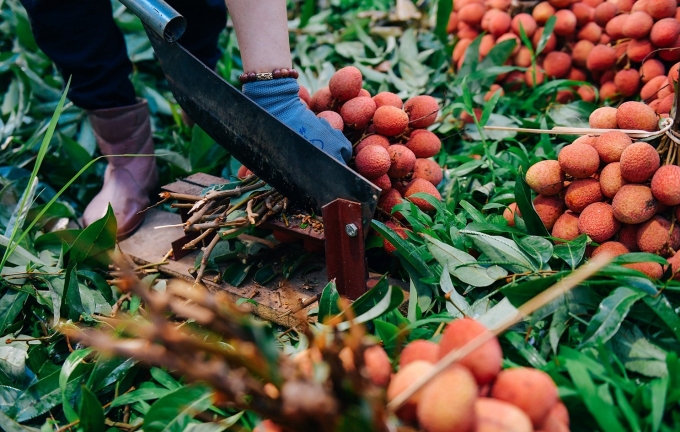 Bac Giang to boost domestic lychee consumption due to export difficulties Bac Giang to boost domestic lychee consumption due to export difficulties