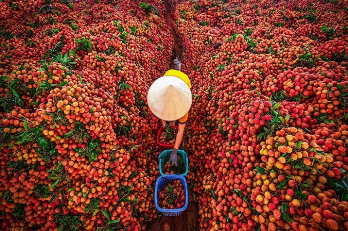 Bac Giang to boost domestic lychee consumption due to export difficulties Bac Giang to boost domestic lychee consumption due to export difficulties