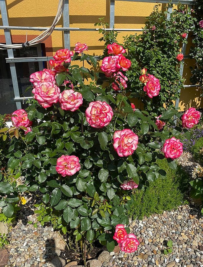 Overseas Vietnamese Woman Grows Blooming Garden in Germany Overseas Vietnamese Woman Grows Blooming Garden in Germany