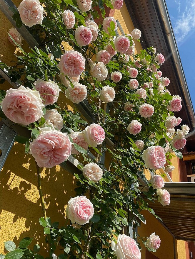 Overseas Vietnamese Woman Grows Blooming Garden in Germany Overseas Vietnamese Woman Grows Blooming Garden in Germany
