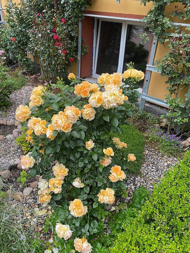 Overseas Vietnamese Woman Grows Blooming Garden in Germany Overseas Vietnamese Woman Grows Blooming Garden in Germany
