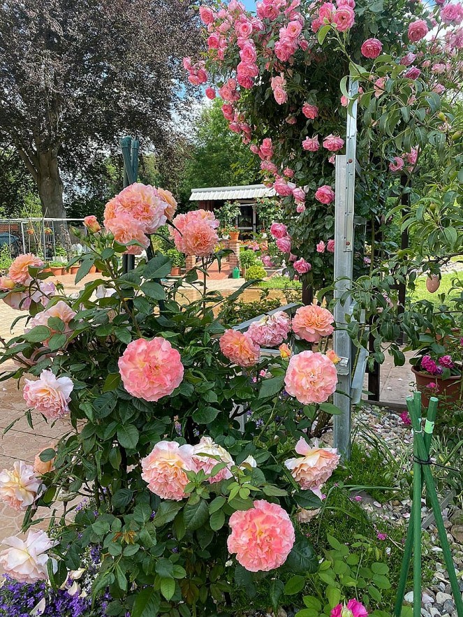 Overseas Vietnamese Woman Grows Blooming Garden in Germany Overseas Vietnamese Woman Grows Blooming Garden in Germany