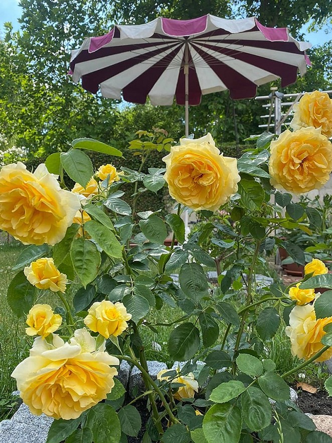 Overseas Vietnamese Woman Grows Blooming Garden in Germany Overseas Vietnamese Woman Grows Blooming Garden in Germany