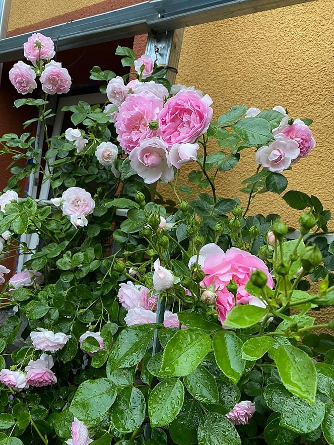 Overseas Vietnamese Woman Grows Blooming Garden in Germany Overseas Vietnamese Woman Grows Blooming Garden in Germany