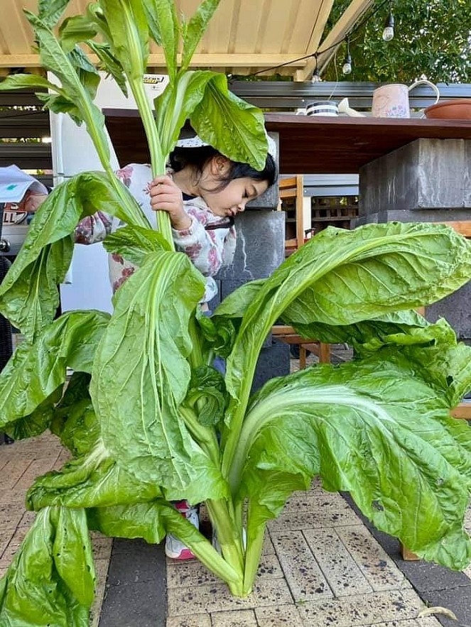 Beets by Tu Anh: Vietnamese Expat Grows Giant Produce in Australia Beets by Tu Anh: Vietnamese Expat Grows Giant Produce in Australia