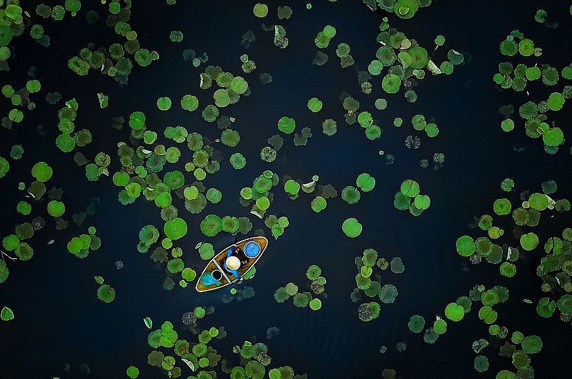 Photo Of Vietnamese Lotus Pond Wins Prize At Nature Conservancy Contest 2021 Photo Of Vietnamese Lotus Pond Wins Prize At Nature Conservancy Contest 2021