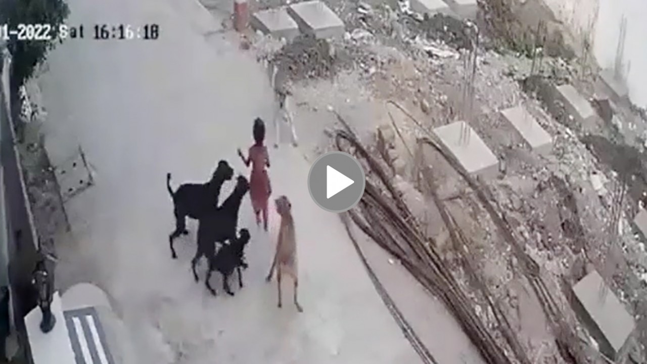 Kinh hoàng cảnh bé gái bị bầy chó điên cuồng lao vào tấn công Kinh hoàng cảnh bé gái bị bầy chó điên cuồng lao vào tấn công