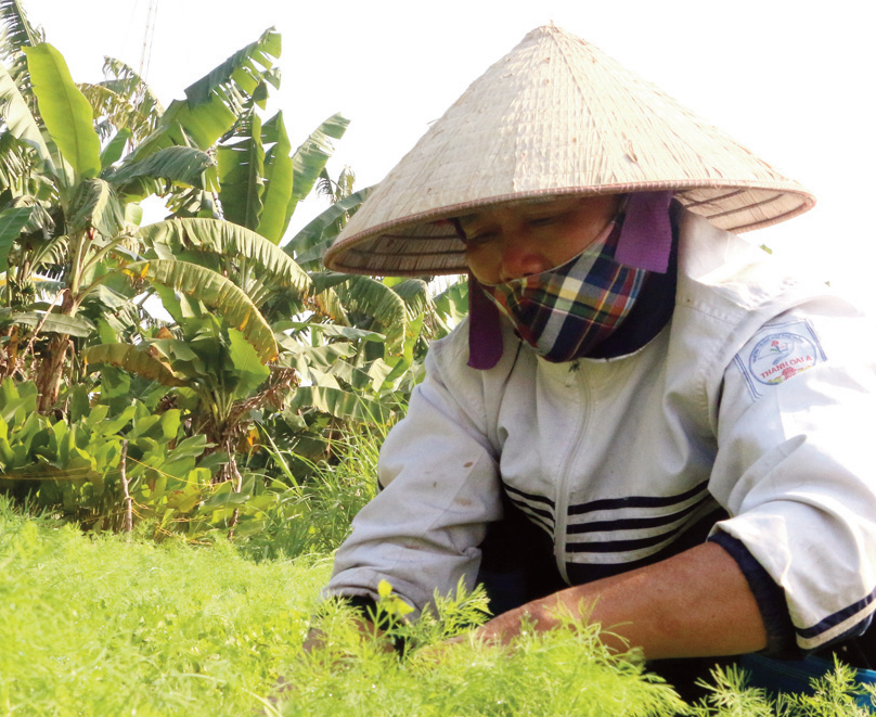 Người dân làng Hoạch An tất bật với vụ mùi già ngày cuối năm. Ảnh: P.Ngân Người dân làng Hoạch An tất bật với vụ mùi già ngày cuối năm. Ảnh: P.Ngân