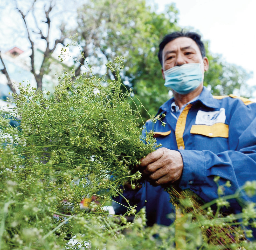 Cây mùi già đắt khách trong những phiên chợ. ảnh: Minh Phương Cây mùi già đắt khách trong những phiên chợ. ảnh: Minh Phương