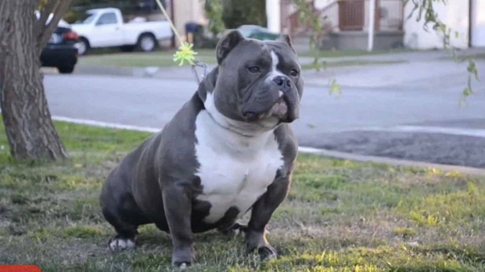 Cụ bà 87 tuổi nguy kịch sau khi bị chó Bully nặng khoảng 30kg tấn công
