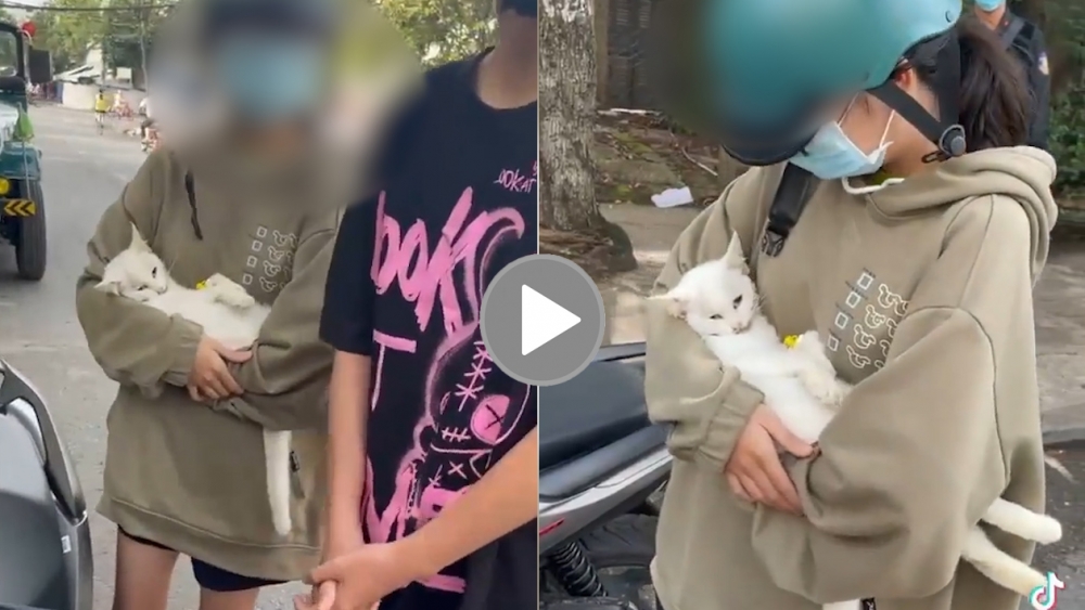 Tranh cãi quanh việc bị xử phạt vì đưa mèo nguy kịch đi khám khi giãn cách Tranh cãi quanh việc bị xử phạt vì đưa mèo nguy kịch đi khám khi giãn cách
