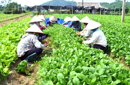 Tổng kết 10 năm thi hành Luật Hợp tác xã năm 2012 Tổng kết 10 năm thi hành Luật Hợp tác xã năm 2012