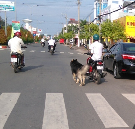 Từ 1/1/2020: Dắt chó đi dạo trên đường bằng xe máy sẽ bị xử phạt 200.000 đồng tu 112020 dat cho di dao tren duong bang xe may se bi xu phat 200000 dong