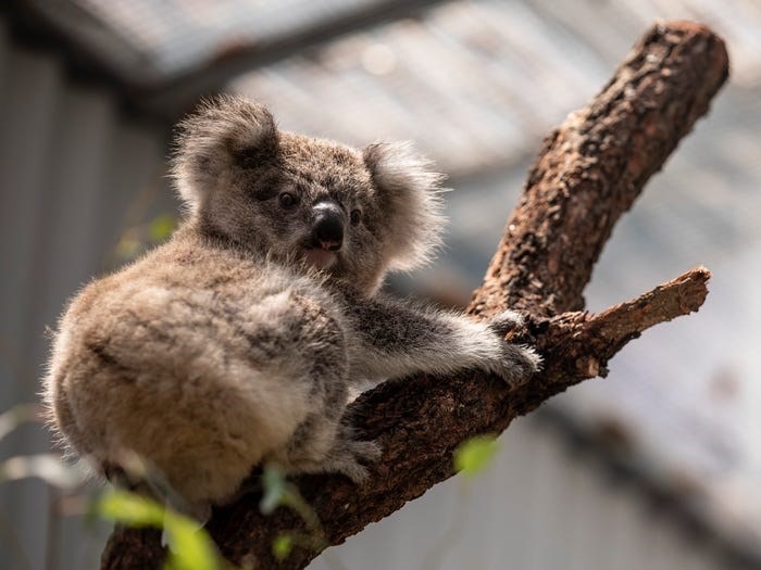 Sự hồi sinh diệu kỳ sau thảm họa cháy rừng ở Australia su hoi sinh dieu ky sau tham hoa chay rung o australia