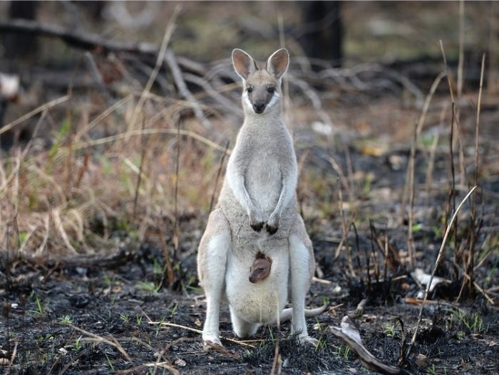 Sự hồi sinh diệu kỳ sau thảm họa cháy rừng ở Australia su hoi sinh dieu ky sau tham hoa chay rung o australia