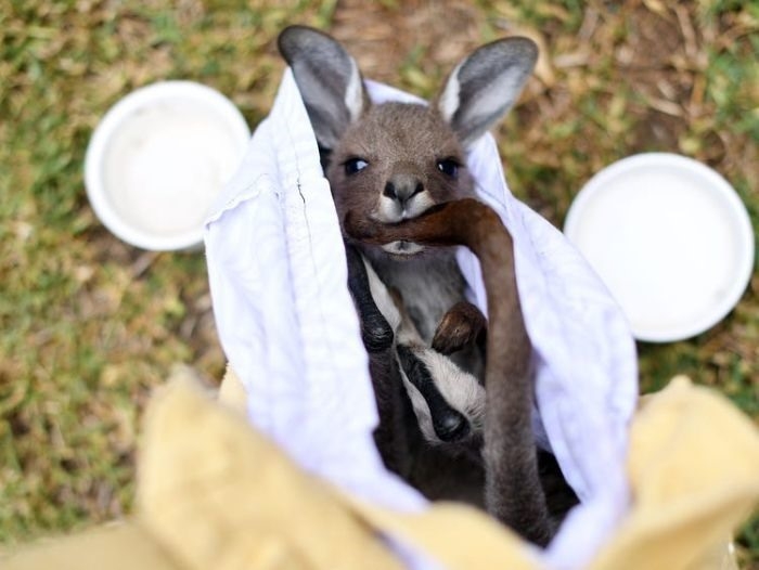 Sự hồi sinh diệu kỳ sau thảm họa cháy rừng ở Australia su hoi sinh dieu ky sau tham hoa chay rung o australia