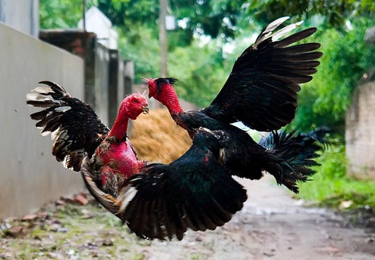Nam thanh niên bị bắt nhốt, đánh đập suốt đêm vì nghi trộm 4 con gà nam thanh nien bi bat nhot danh dap suot dem vi nghi trom 4 con ga