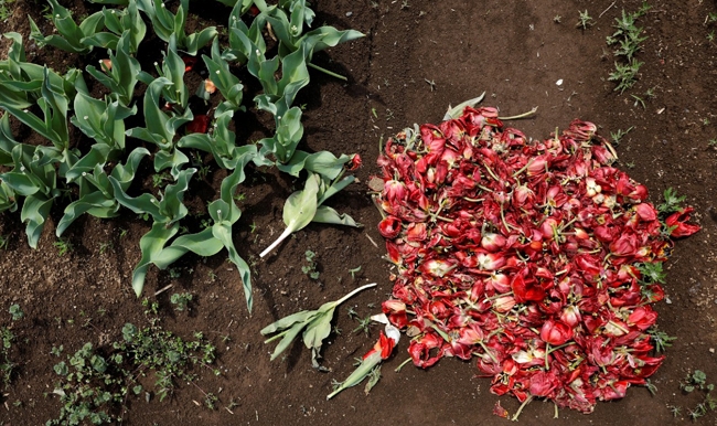 Dịch COVID-19: Nhật Bản cắt bỏ hàng chục nghìn bông hoa hồng, hoa tulip để ngăn người dân ngắm hoa dich covid 19 nhat ban cat bo hang chuc nghin bong hoa hong hoa tulip de ngan nguoi dan ngam hoa