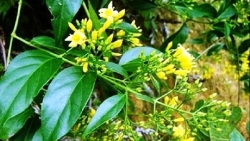 hy huu cuu song benh nhan an la ngon uong thuoc tu tu