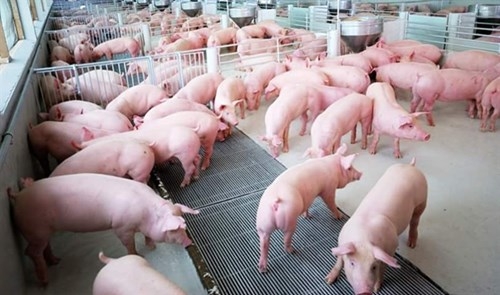Giá heo hơi hôm nay 11/11: Tăng cao kỷ lục, dự báo cán mốc 80.000 đồng/kg gia heo hoi hom nay 1111 tang cao ky luc du bao can moc 80000 dongkg